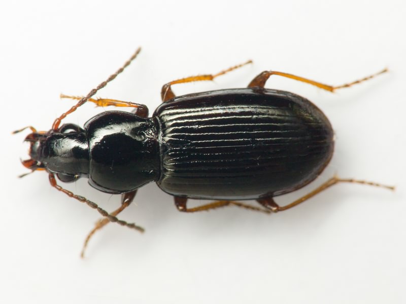 Carabidae Latreille, 1802